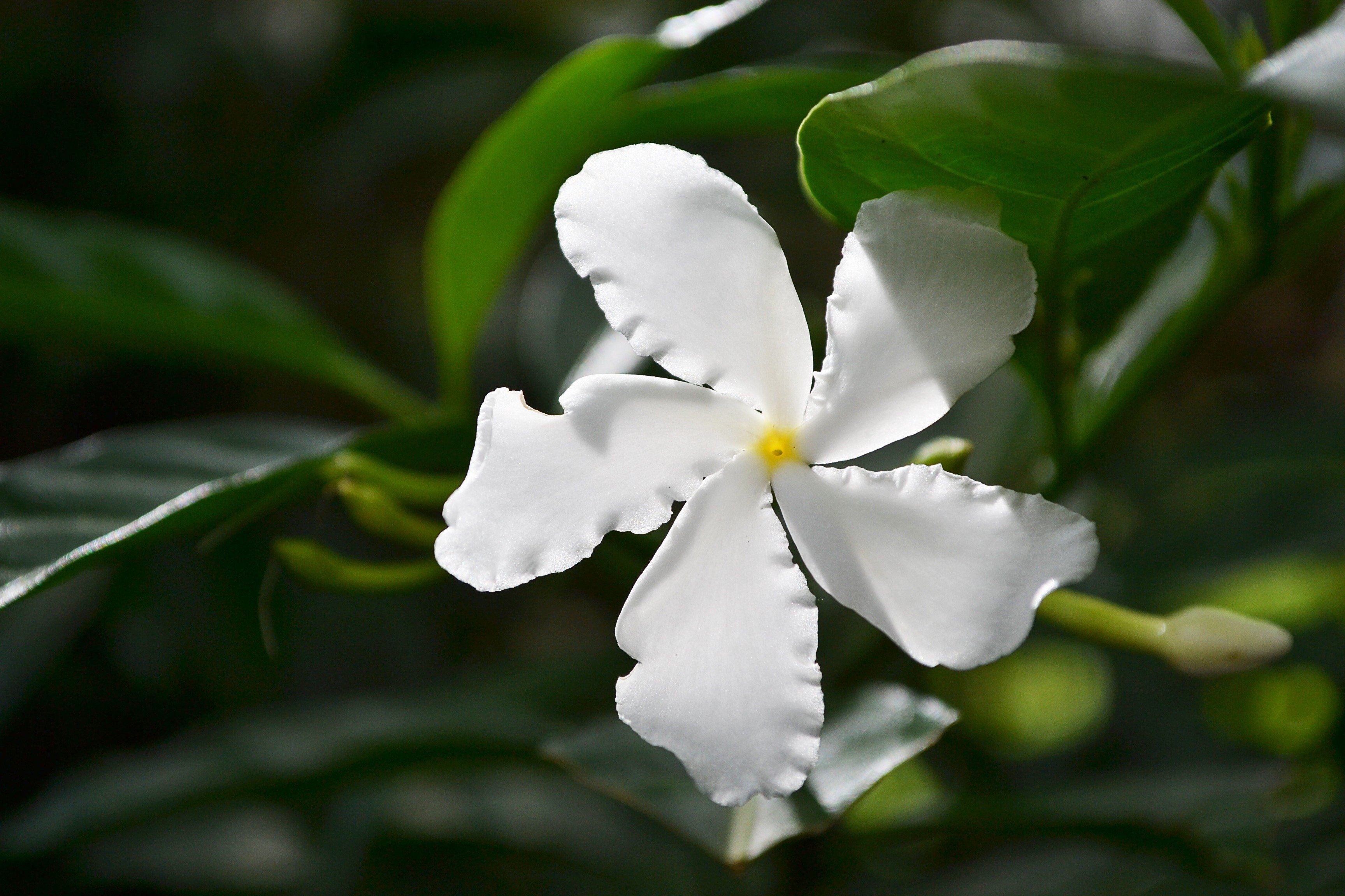 Цветок шри. Африканская Гардения. Белая Гардения цветок. Белый цветок Шри-Ланка.