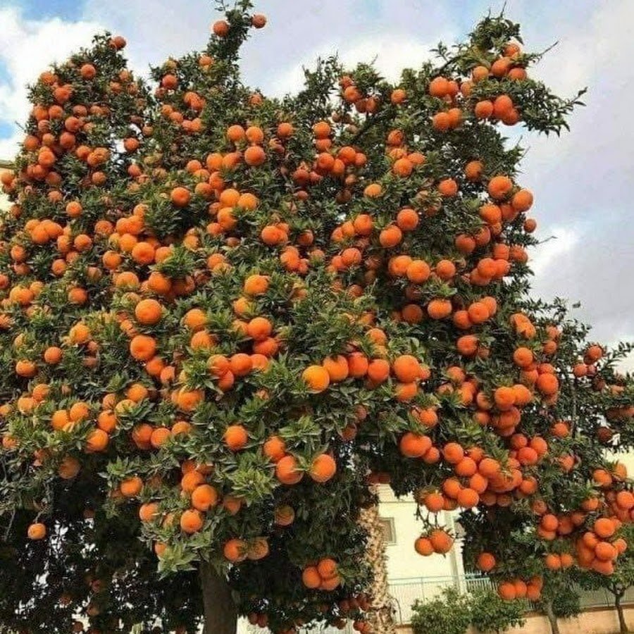 Померанец дерево