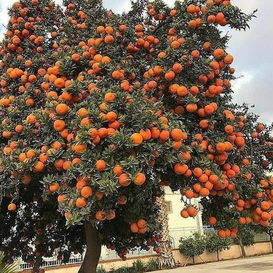 Мандариновое дерево