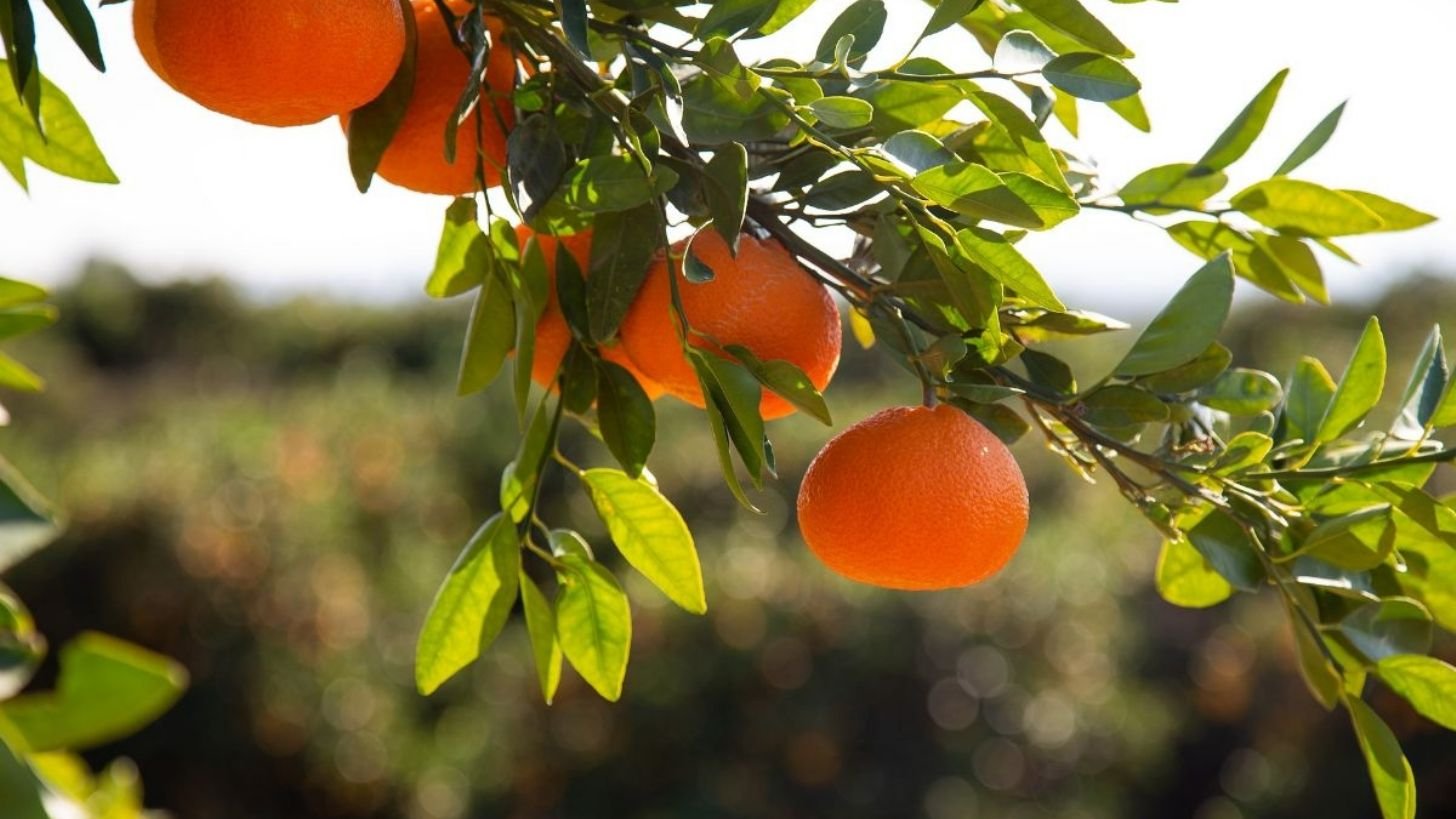 На дереве висят мандарины. Цитрус мандарин Mandarine. Абхазия Мандариновая роща. Танжерин на ветке. Мандариновые деревья Гагра.
