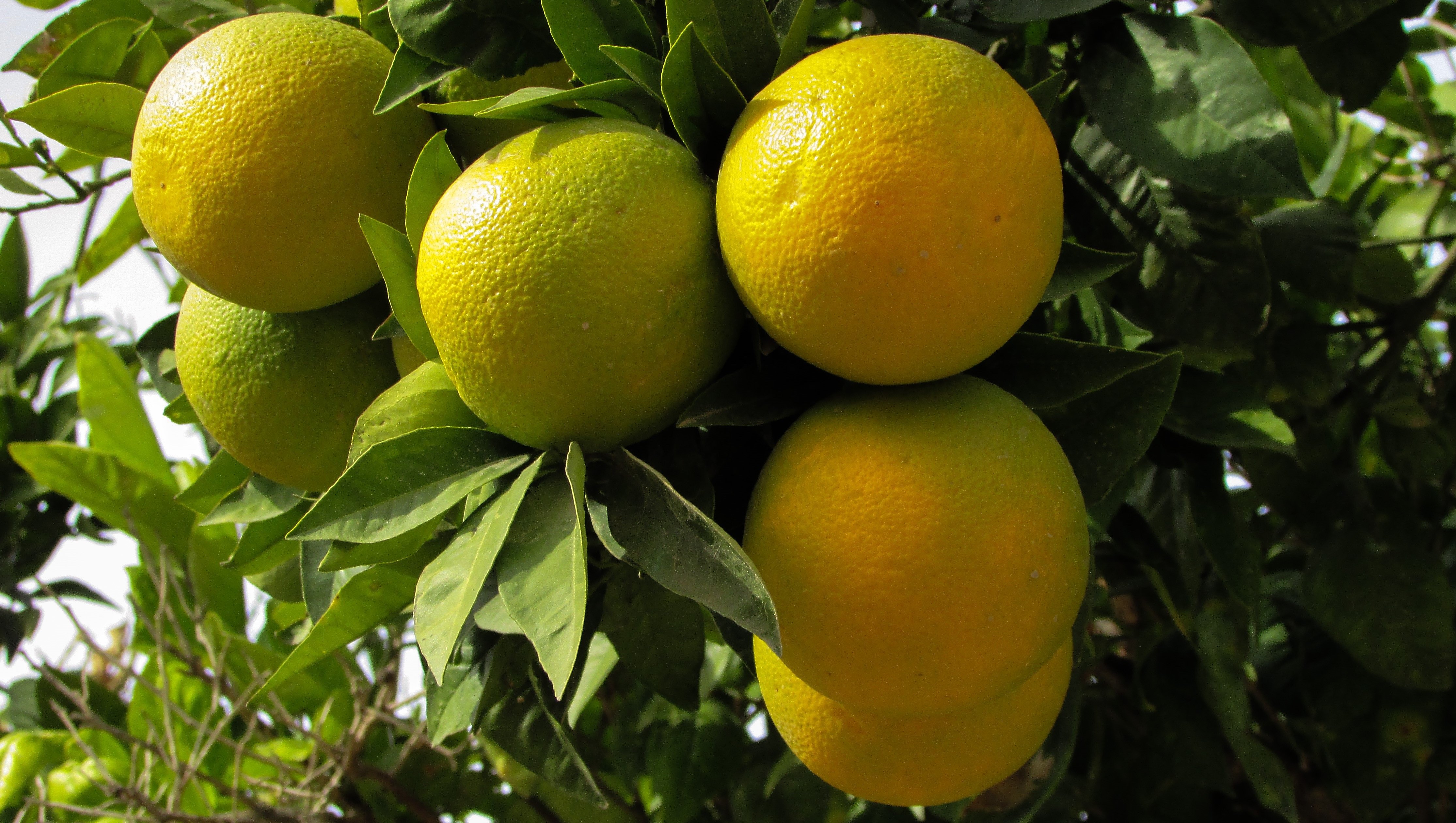Лимон это гибрид. Танжерин Цитрон лайм. Мандарин бергамот. Мандарин лимон бергамот. Лимонное дерево Кипр.
