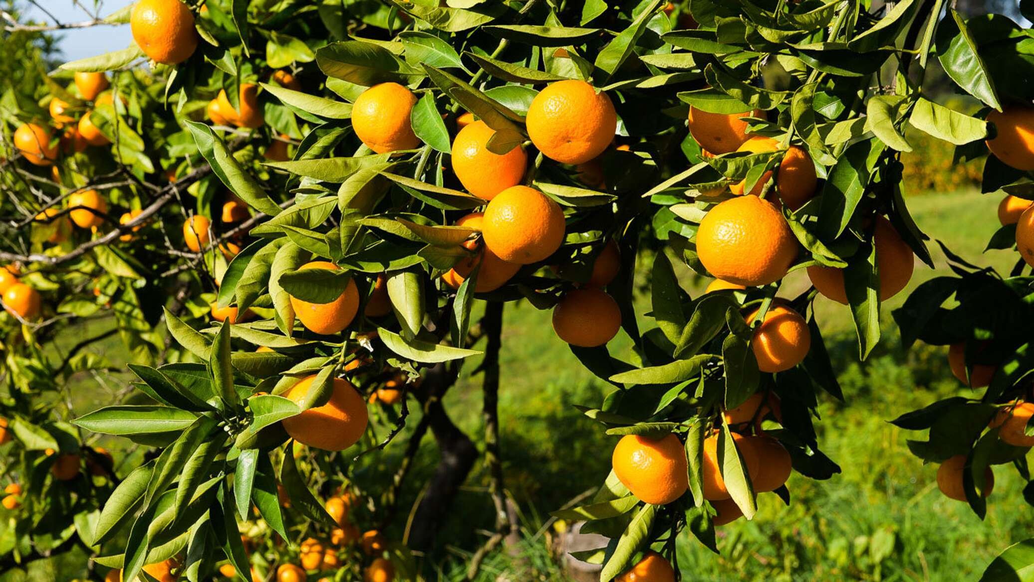 Мандарин шилово. Мандарины (Абхазия). Цитрусовый Абхазия. Апельсины в Абхазии. Абхазия мандарины на дереве.