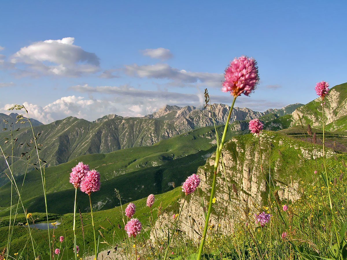 Абхазия Альпийские Луга растения