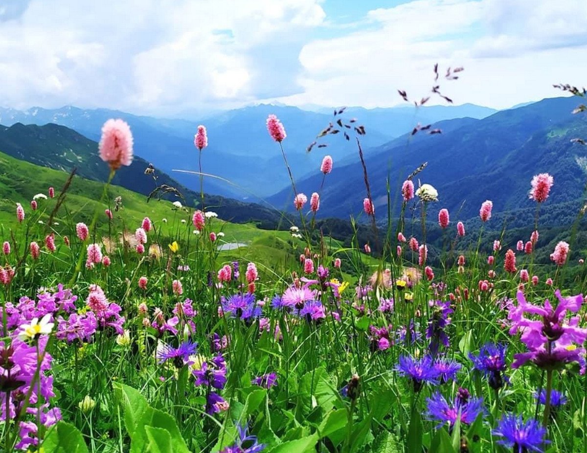 Альпийские Луга Абхазия