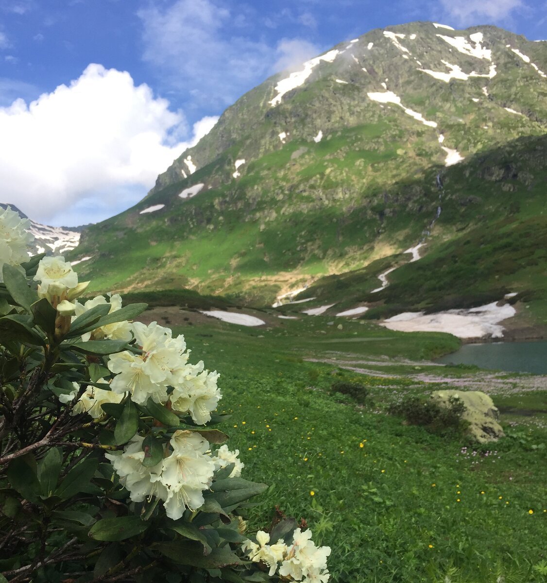 Черные тюльпаны Абхазия Альпийские Луга