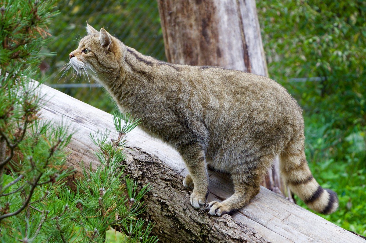 Европейский Лесной кот камышовый