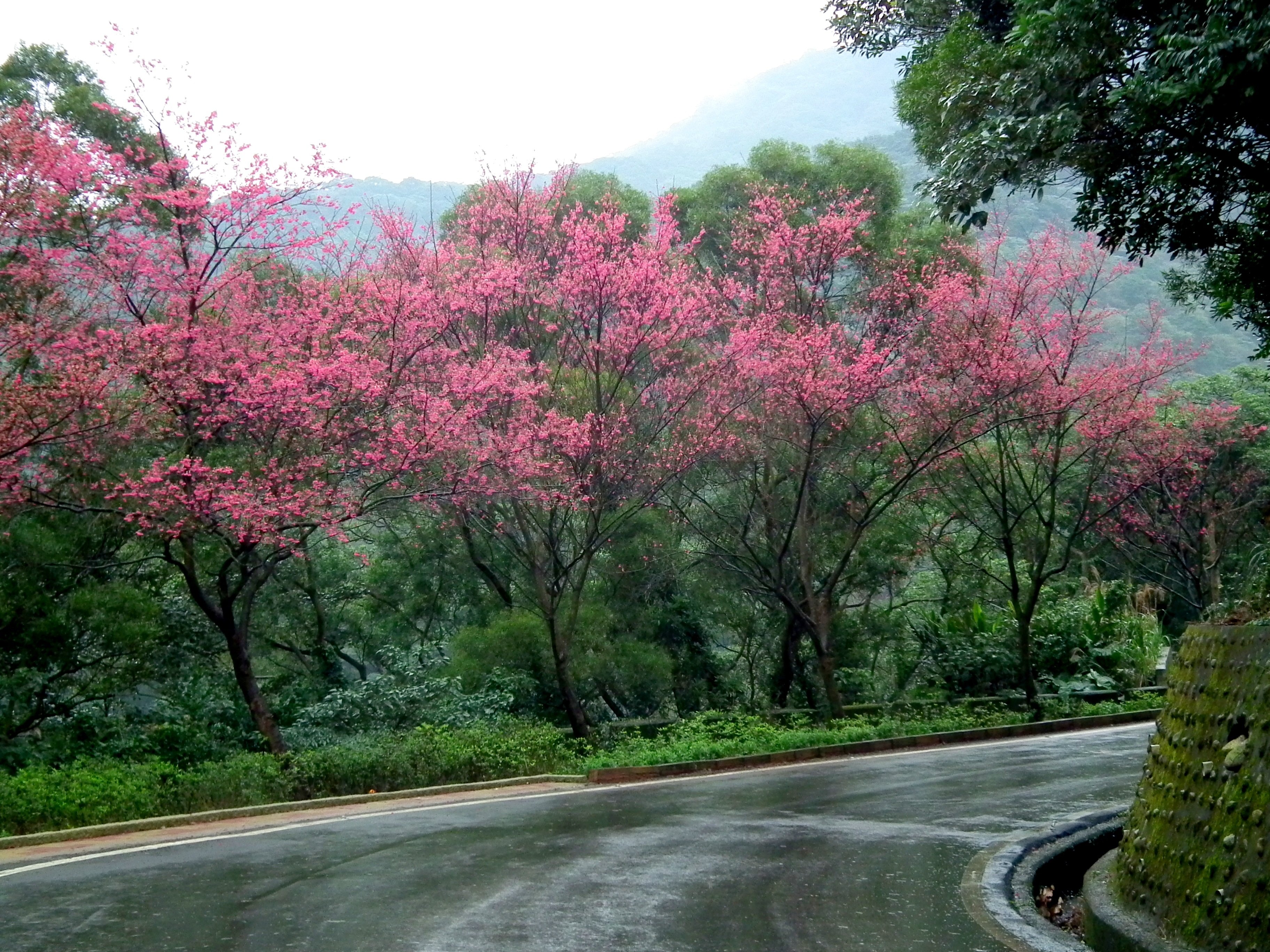 Розовые деревья в горах. Тайвань Сакура. Дерево Сакура в Абрау Дюрсо. Pink черри блоссом дерево деревья парк. Сакура кустарник.