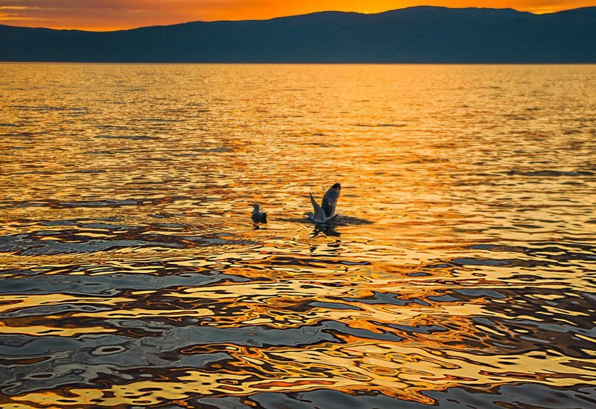 Фауна байкала фото