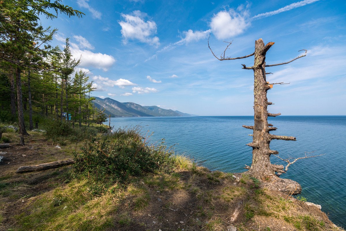 Большое голоустное байкал фото