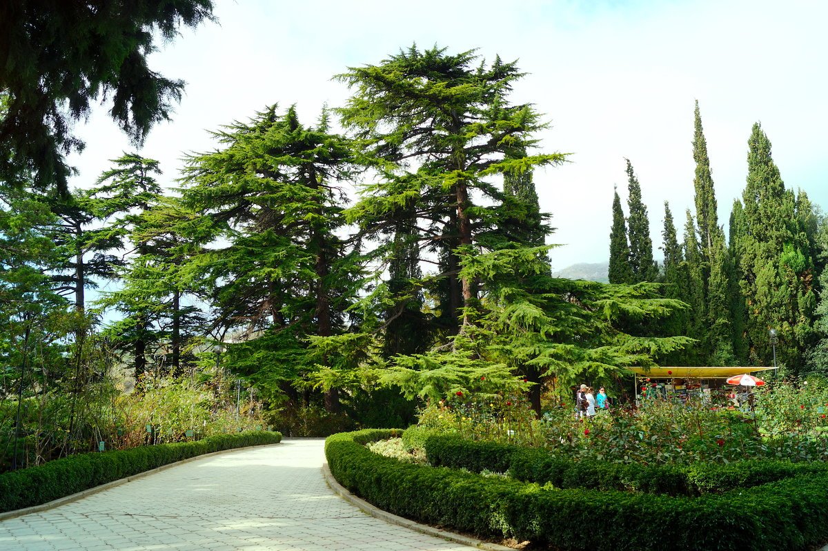 Кипарисовая аллея Алушта