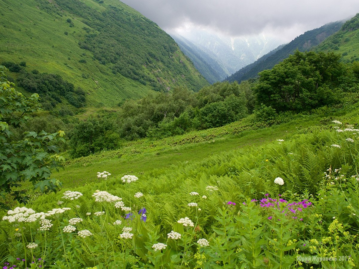 Леопард Килли