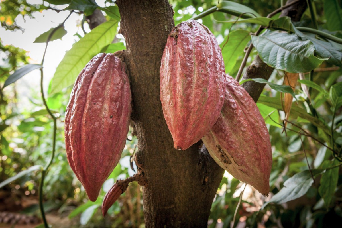 Какао (Theobroma Cacao)