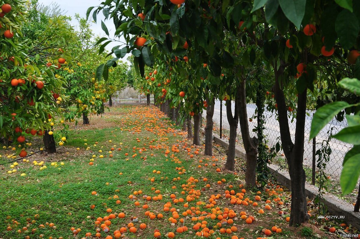 Мандариновые сады Абхази