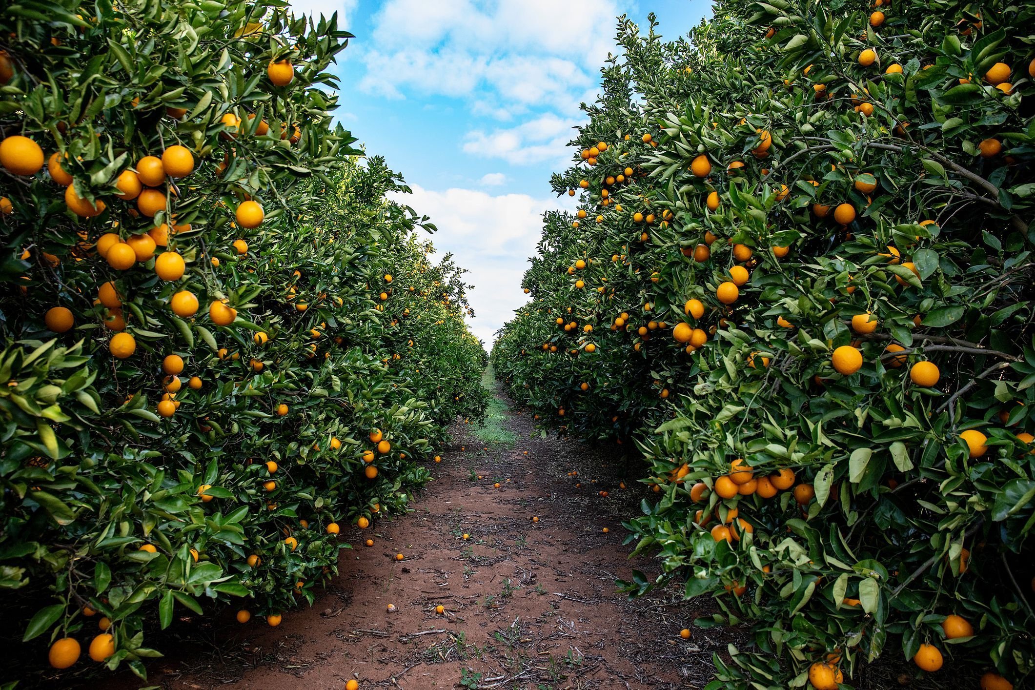 Урожайность апельсинов. Мандарин дарахти. Цитрусовые плантации Португалии. Марокко Мандариновая роща. Апельсиновая роща в Кемере.