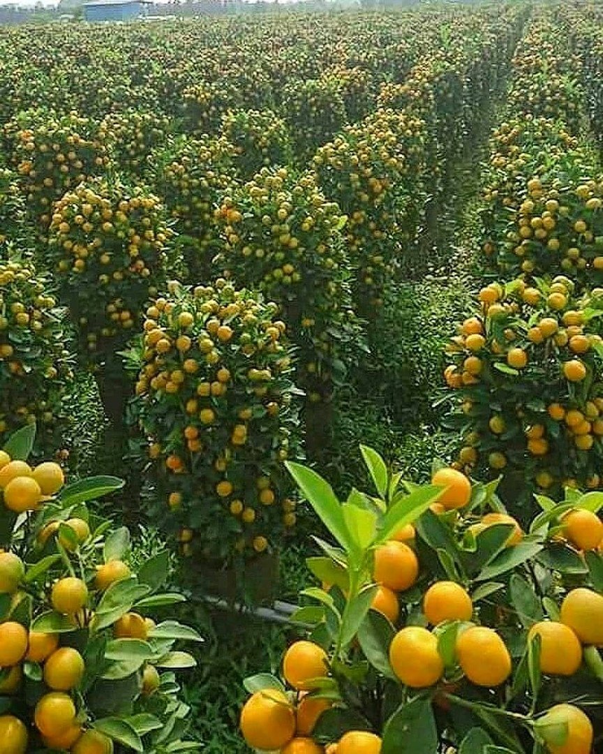 Абхазия Мандариновая роща
