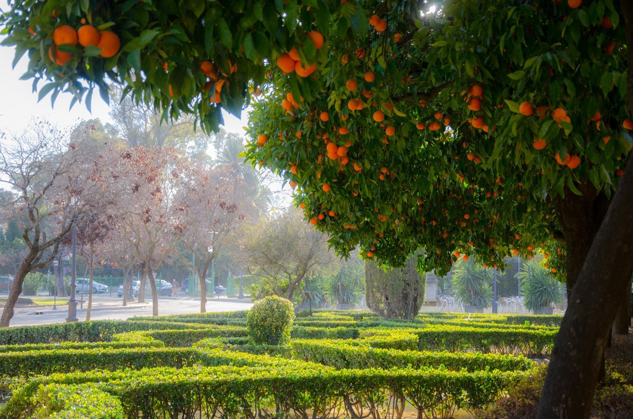Фруктовые поля the hunt. Апельсиновые Рощи в Испании. Пицунда апельсиновая роща. Апельсиновые сады Абхазии. Апельсиновая роща в Кемере.