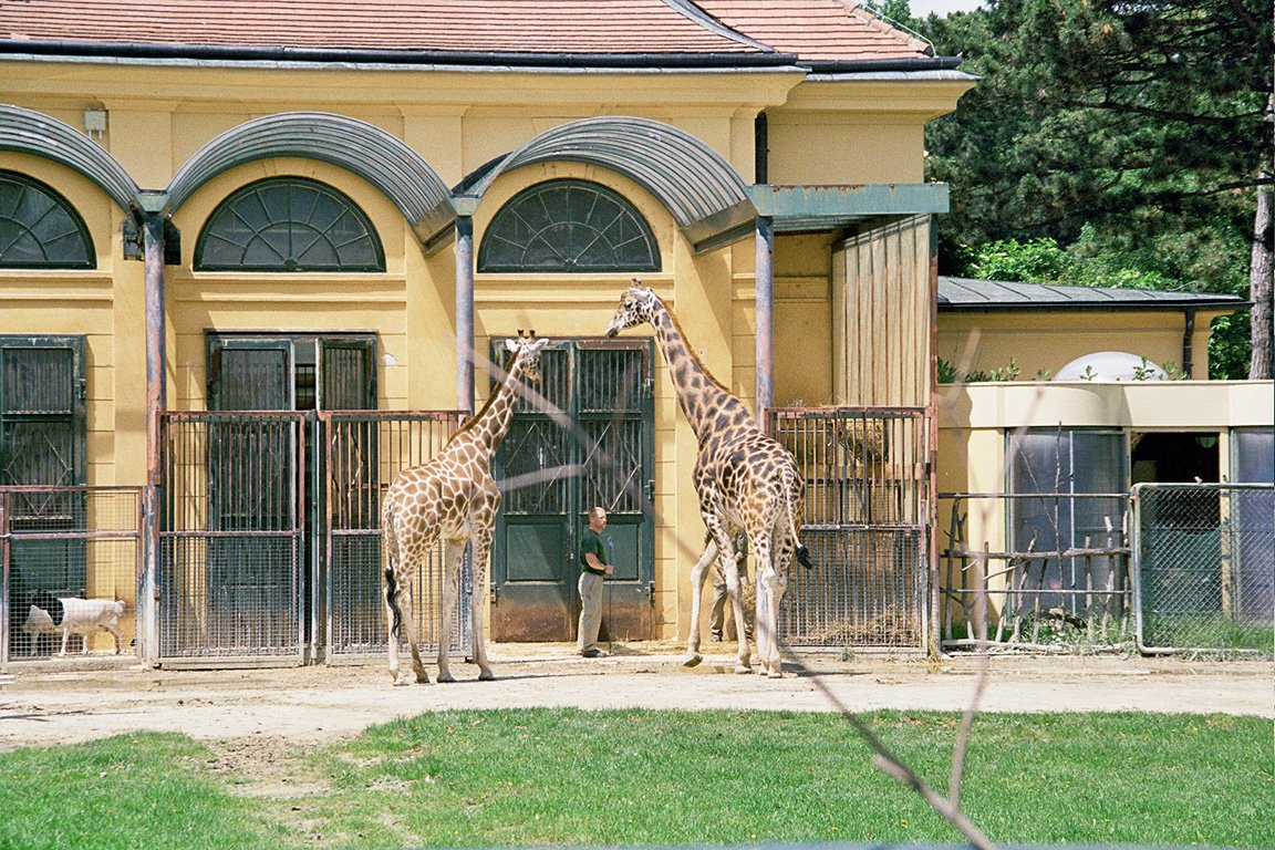 венский зоопарк