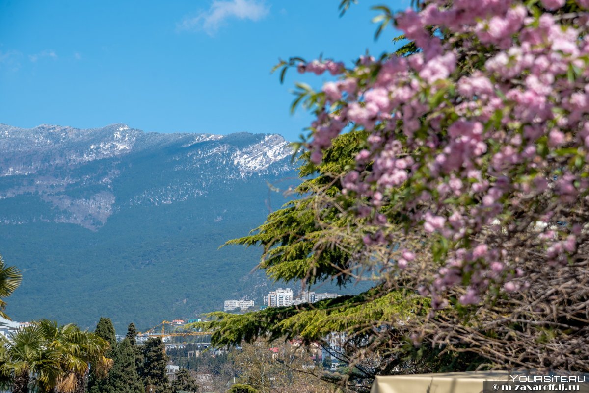 Сочи в мае фото