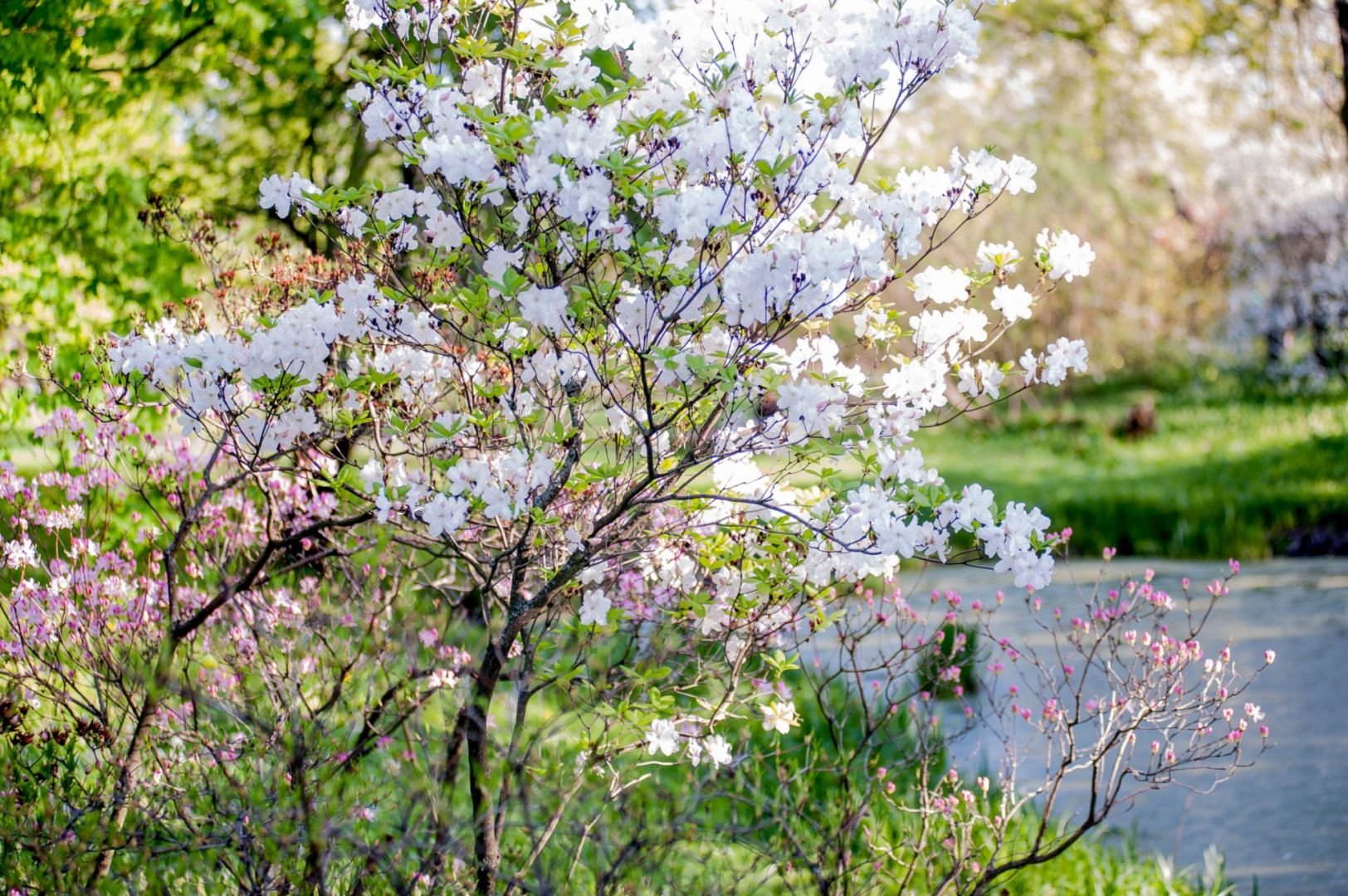 Картинка май природа. Яблоня Сибирская цветение. Цветущие майские сады. Цветение в Майском саду.