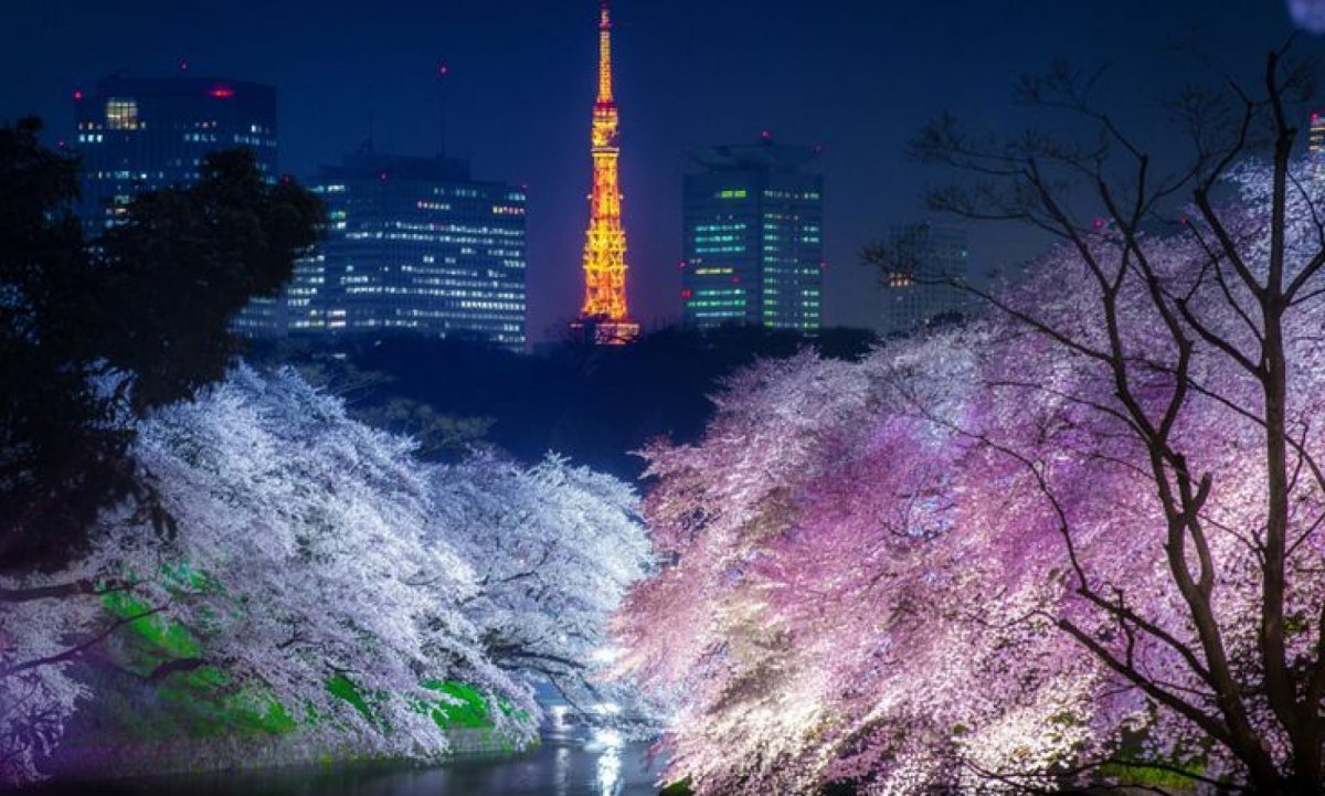 Сеул Южная Корея Cherry Blossom