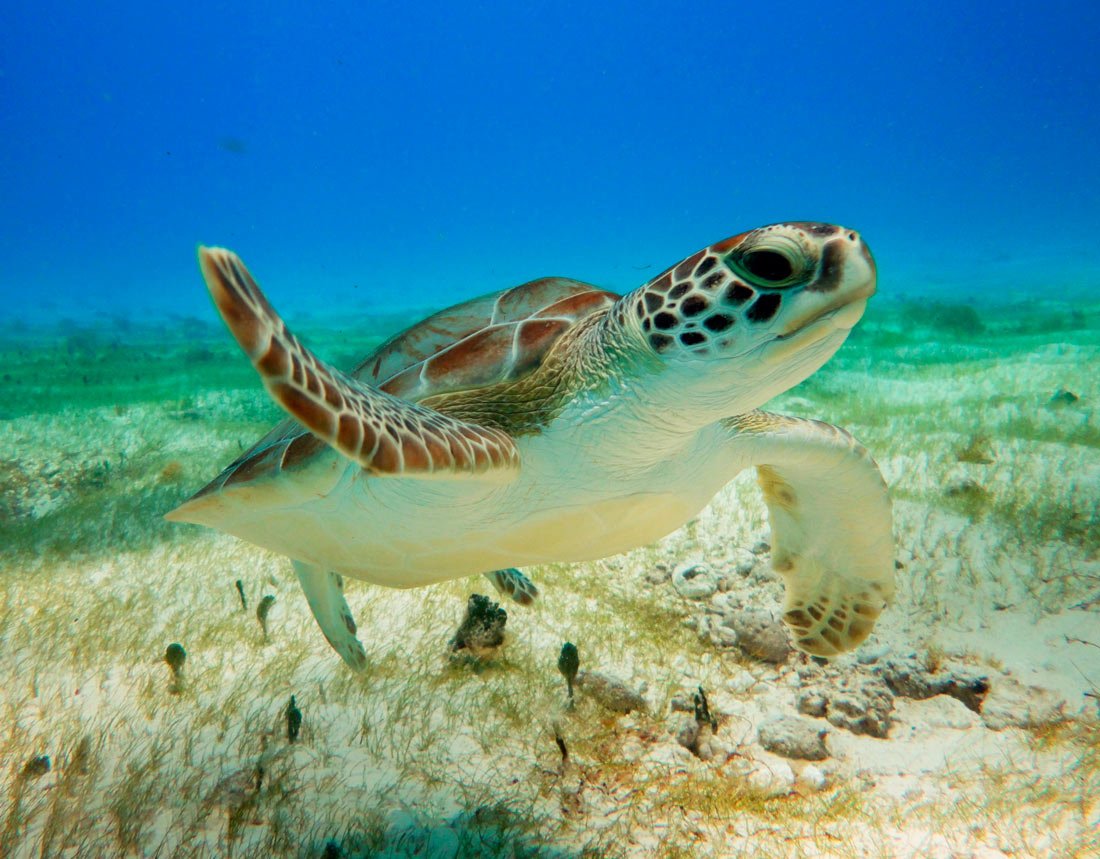 Плавающая в море черепаха 5. Акумаль Мексика. Акумаль Мексика черепахи. Черепахи Канкун. Мексика морские черепахи.
