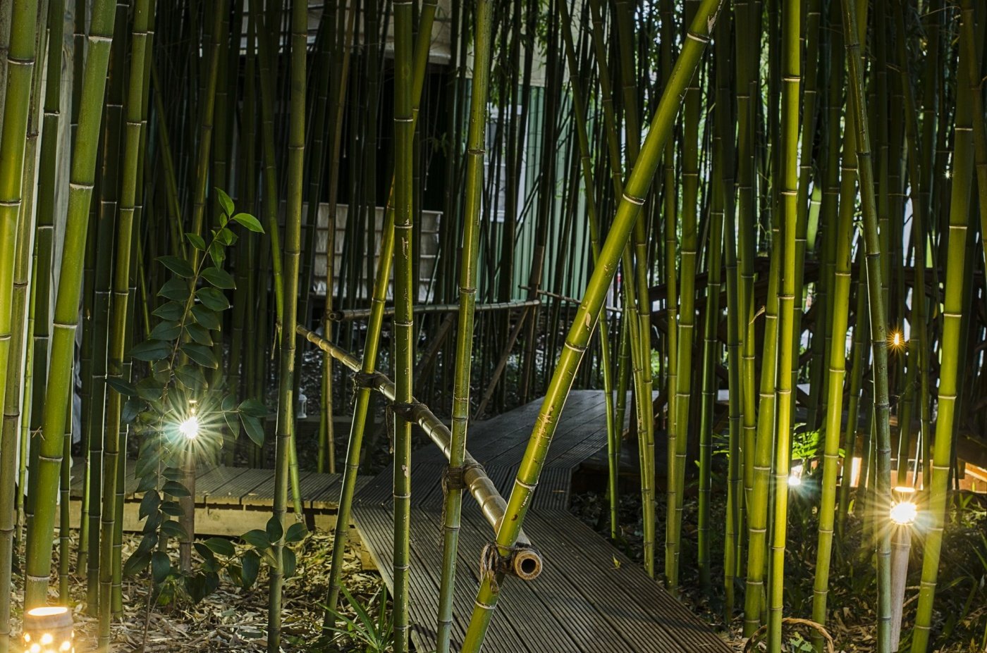 Биг бамбук big bamboo vip. Парк Дендрарий Сочи, бамбуковая роща. Дендрарий Сочи бамбук. Заросли бамбука Дендрарий Сочи. Бамбук листоколосник.