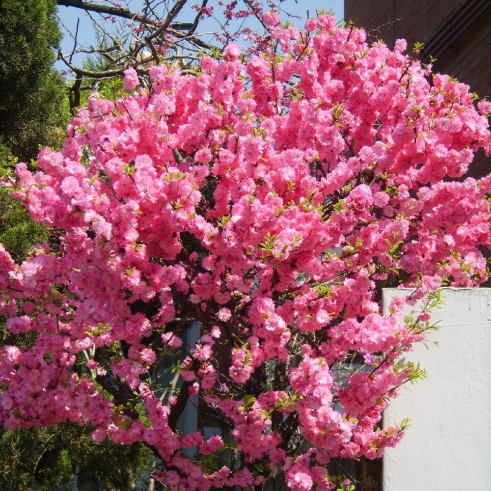 Миндаль трехлопастной Prunus triloba
