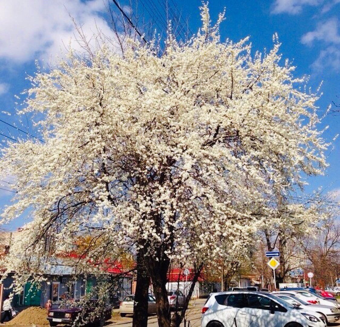 Цветущие Деревья Краснодарского Края Фото