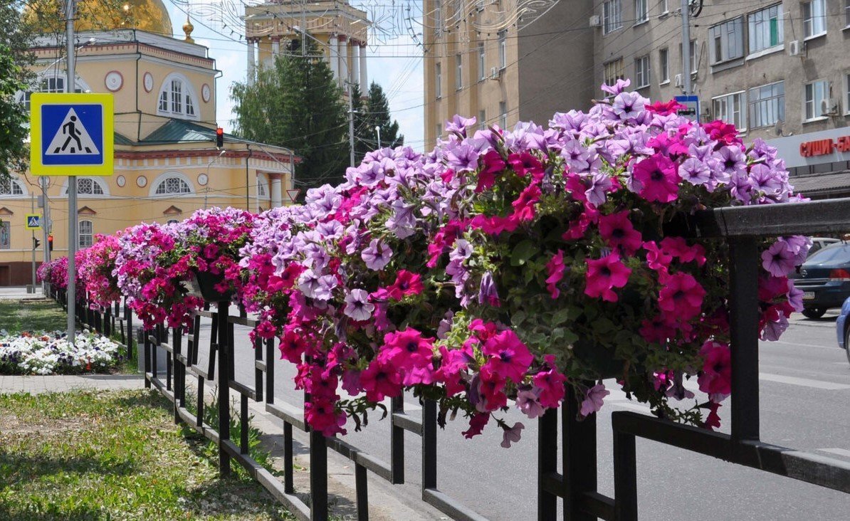 Штамбовая петуния