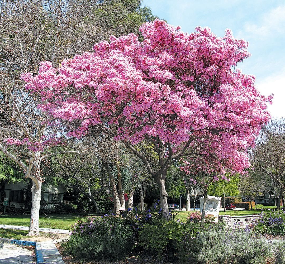 Дерево с крупными розовыми цветами в краснодаре