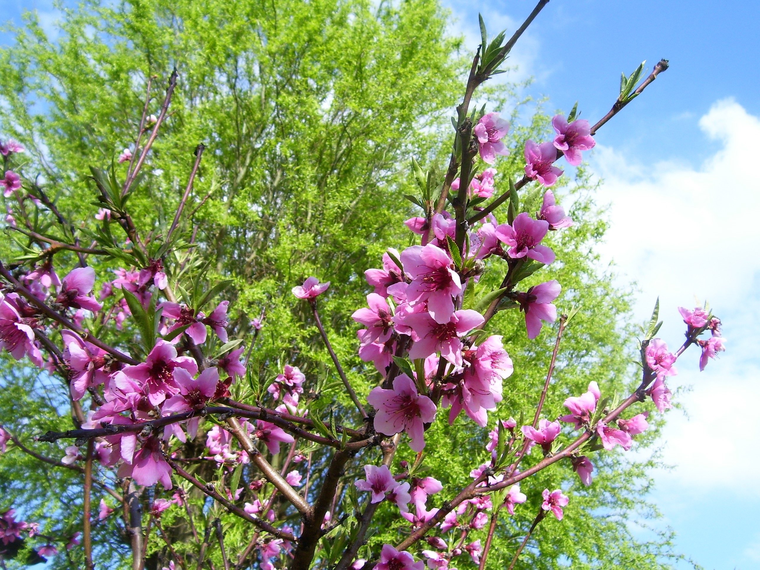 Какие деревья цветут в апреле. Пхуваенсис цветение. Цветущие кустарники Кубани. Biloba Flower цветение. Цветущие кусты на Кубани.