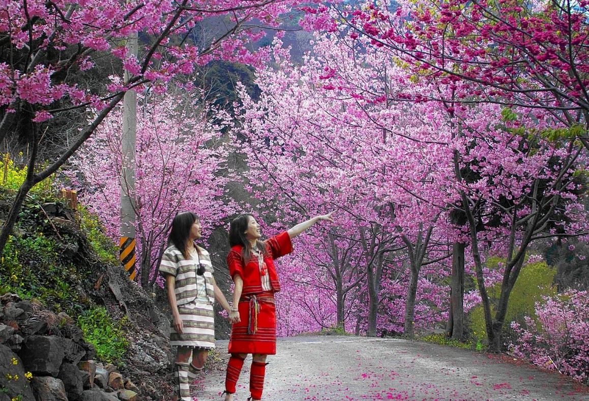 Цветение Сакуры на Окинаве. Япония цветение Сакуры парк. Япония Сакура Ханами. Сакура дарагы.