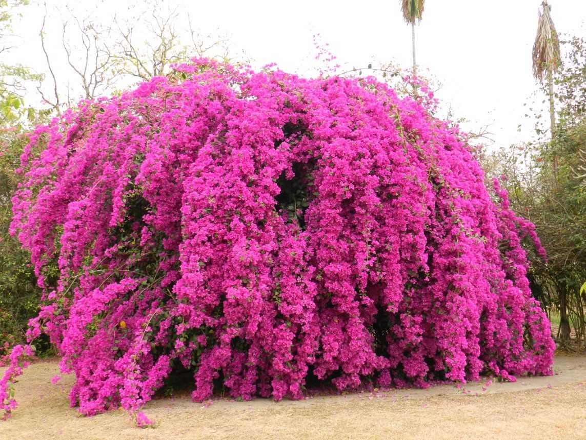 Bougainvillea spectabilis