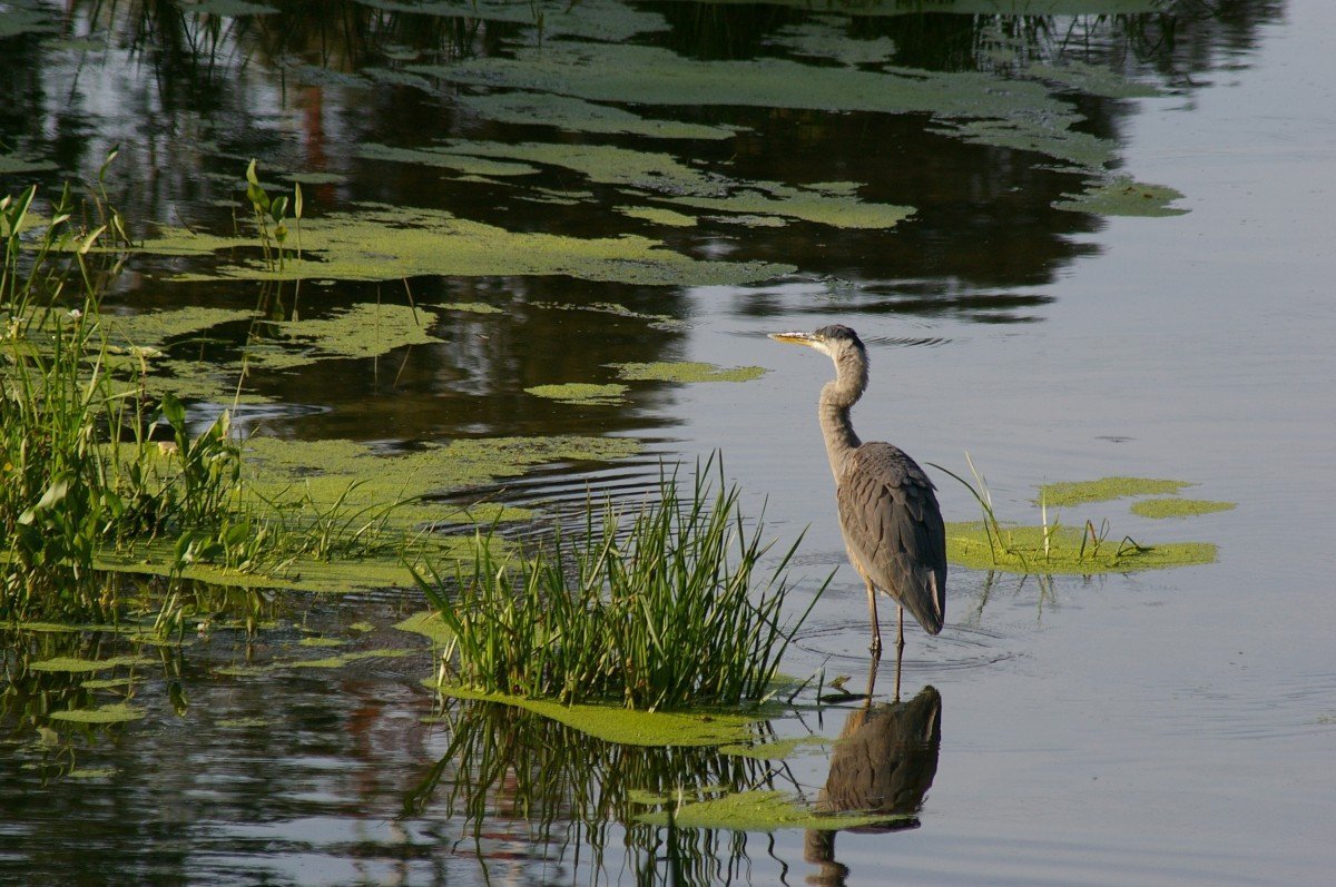 Виды птиц побережий водоемов и болот