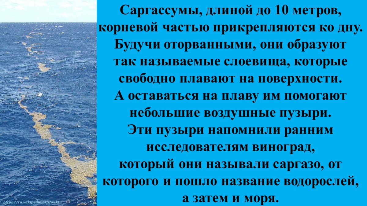 Безбрежное море Саргассово море