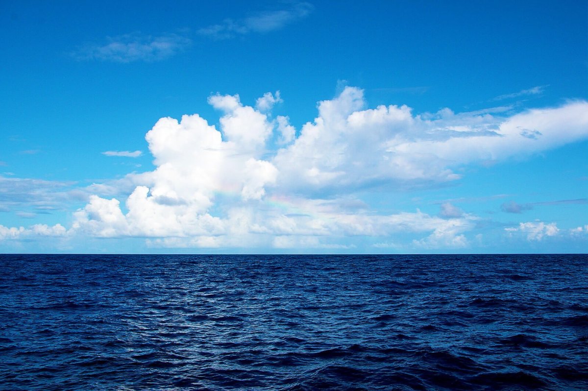 Саргассово море водоросли
