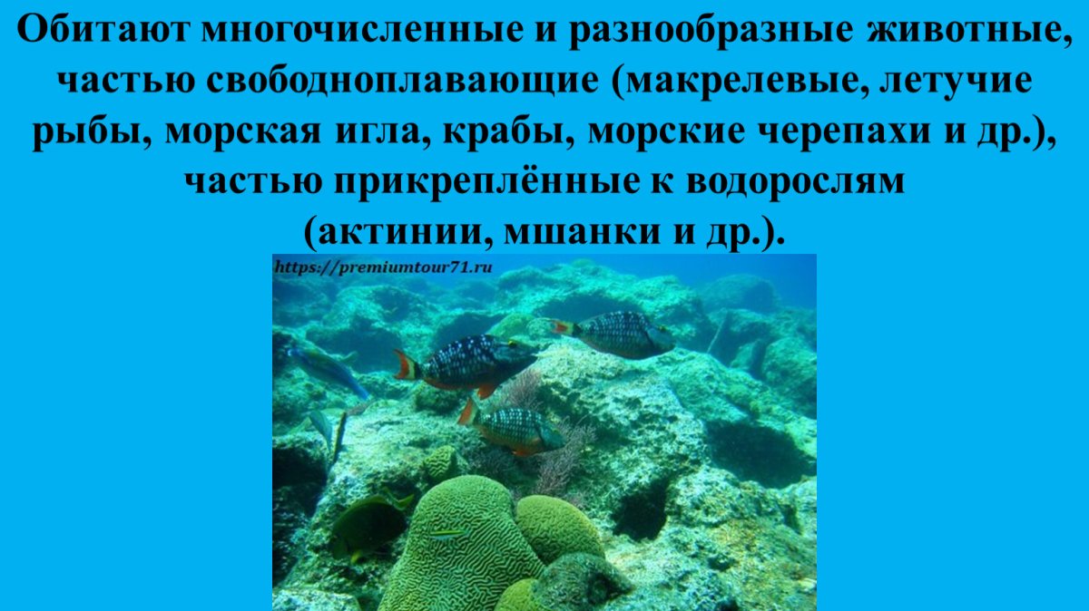 Саргассово море