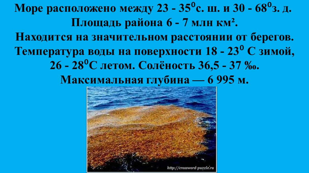 Саргассум водоросль