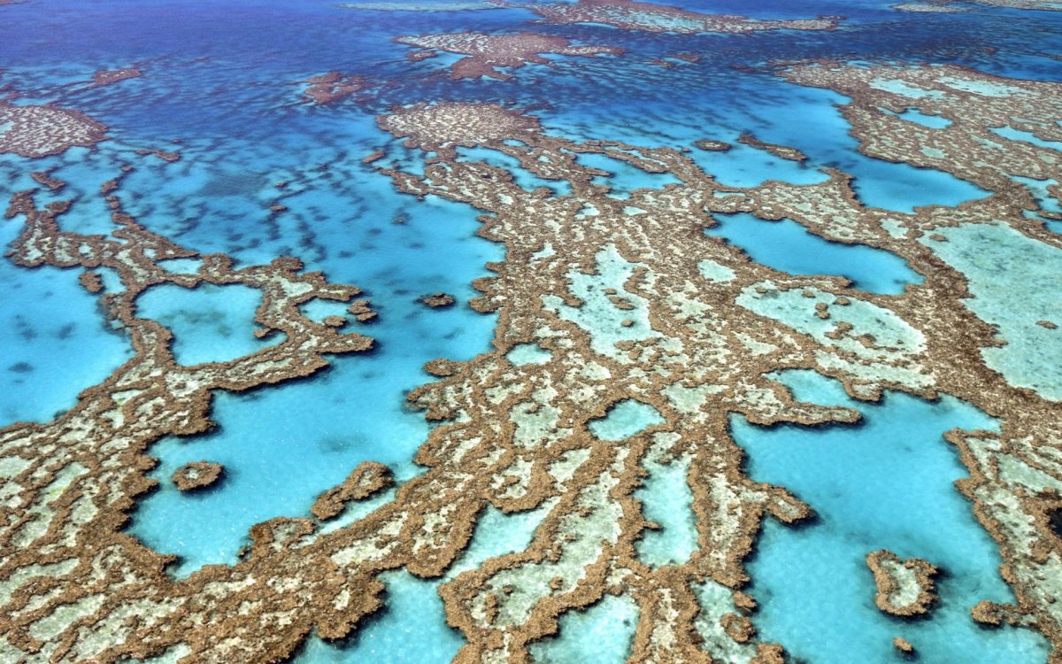 Саргассово и Карибское море