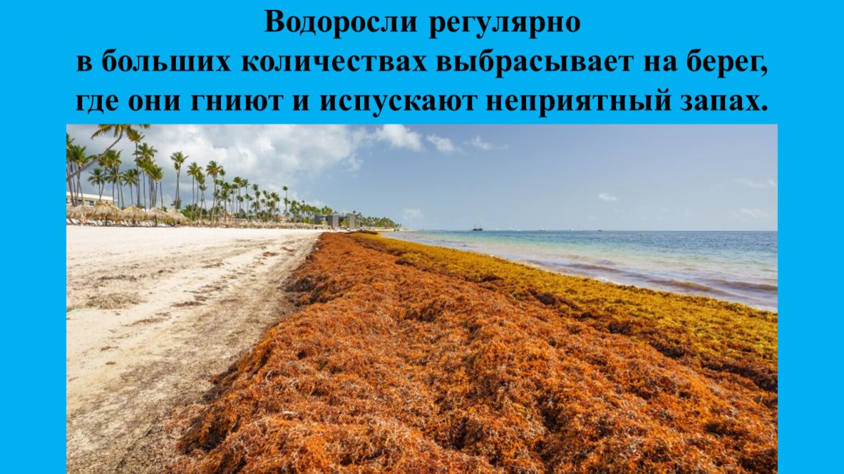 Атлантический океан Саргассово море