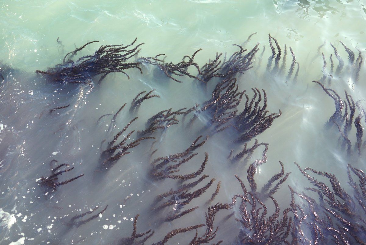 Саргассово море бурые водоросли
