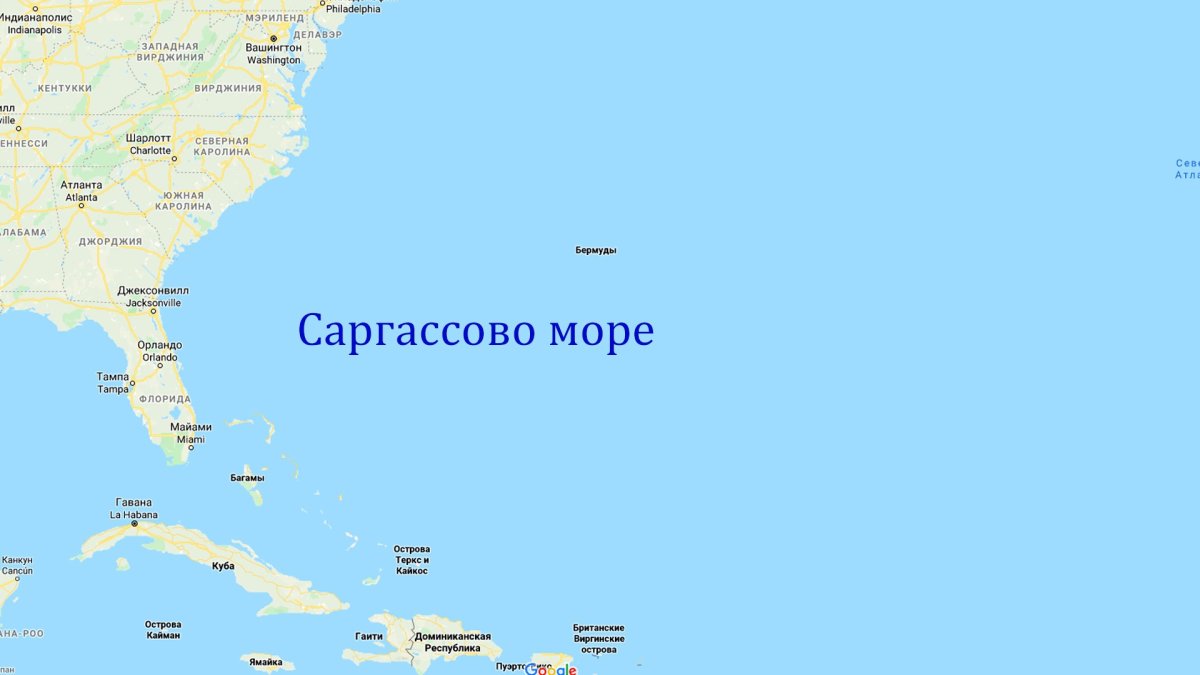 Атлантический океан Саргассово море