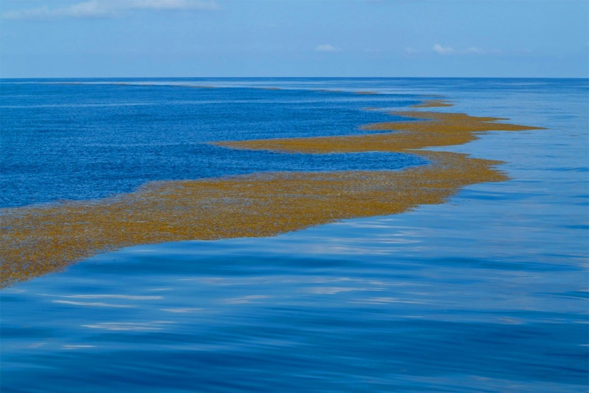 Саргассово море водоросли саргассум