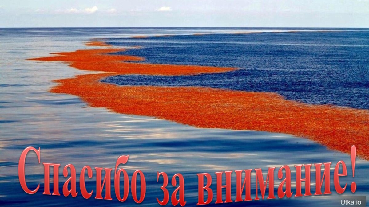 Саргассово море вид из космоса