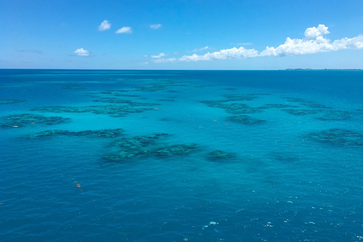 Саргассово море бурые водоросли