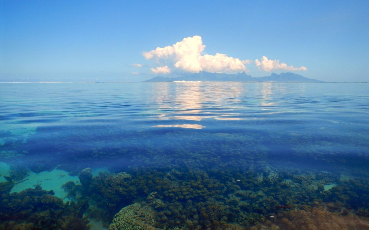 Саргассово море Бермудский треугольник
