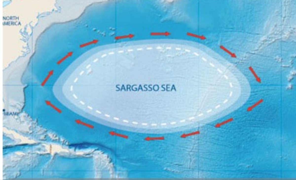 Sargasso Sea Junk