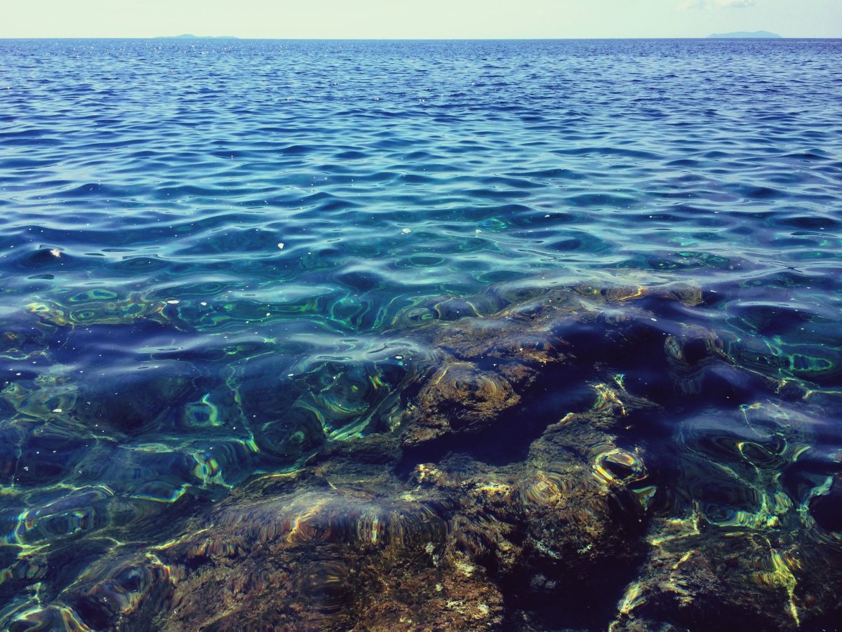 Саргассово море