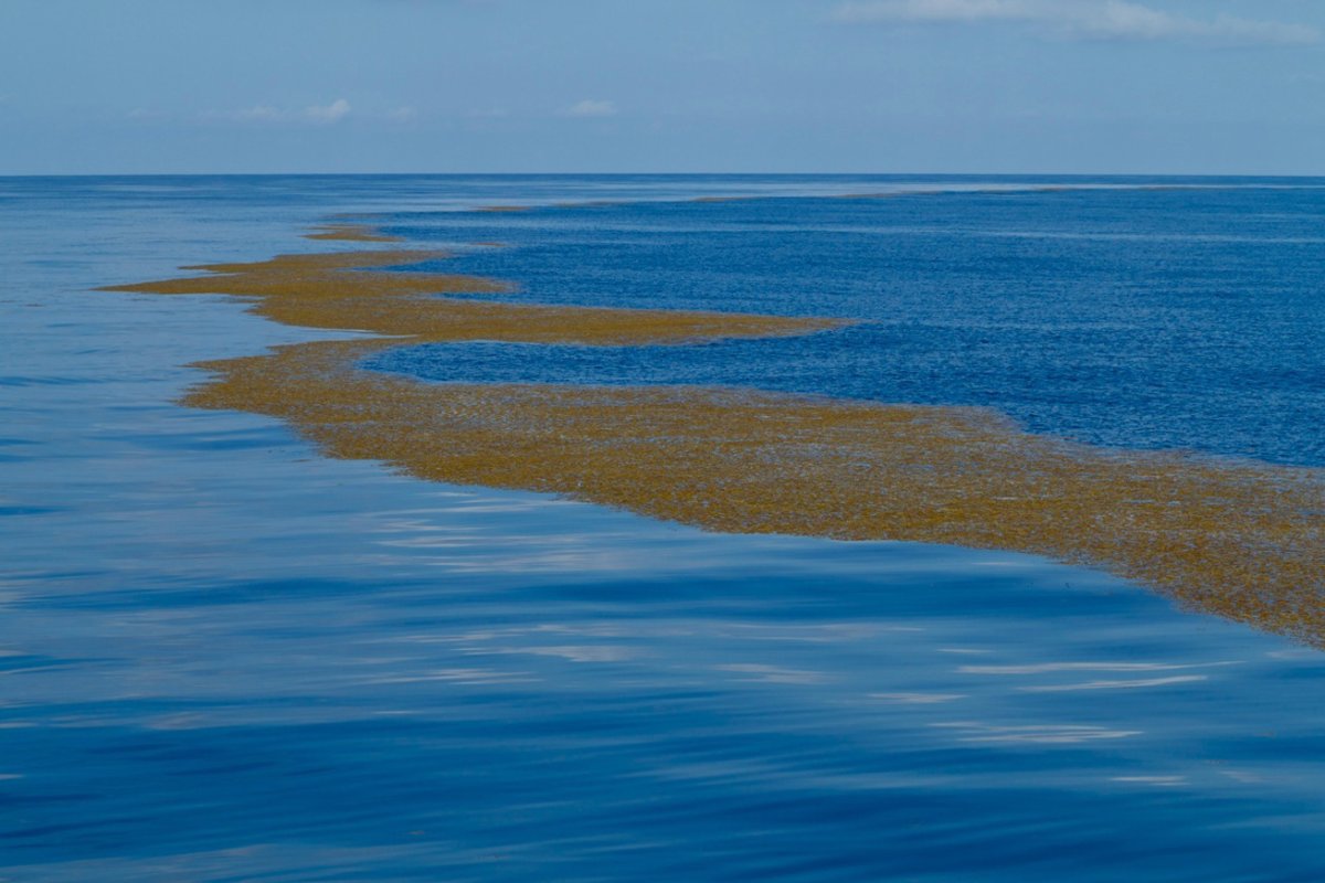 Саргассово море Бермудский треугольник