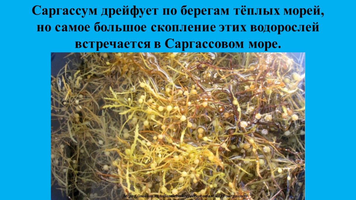 Бермуда Триангл